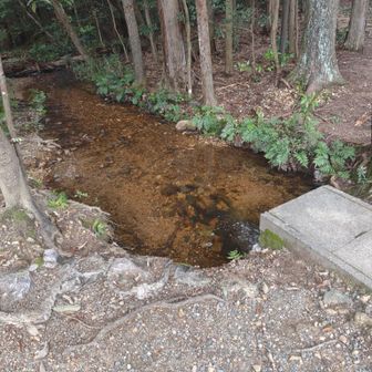 葦毛湿原から流れてた川？ジャバジャバ湧いてた