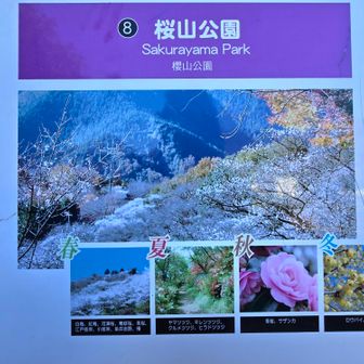 蝋梅が咲いているかも💛とウォーキング♪