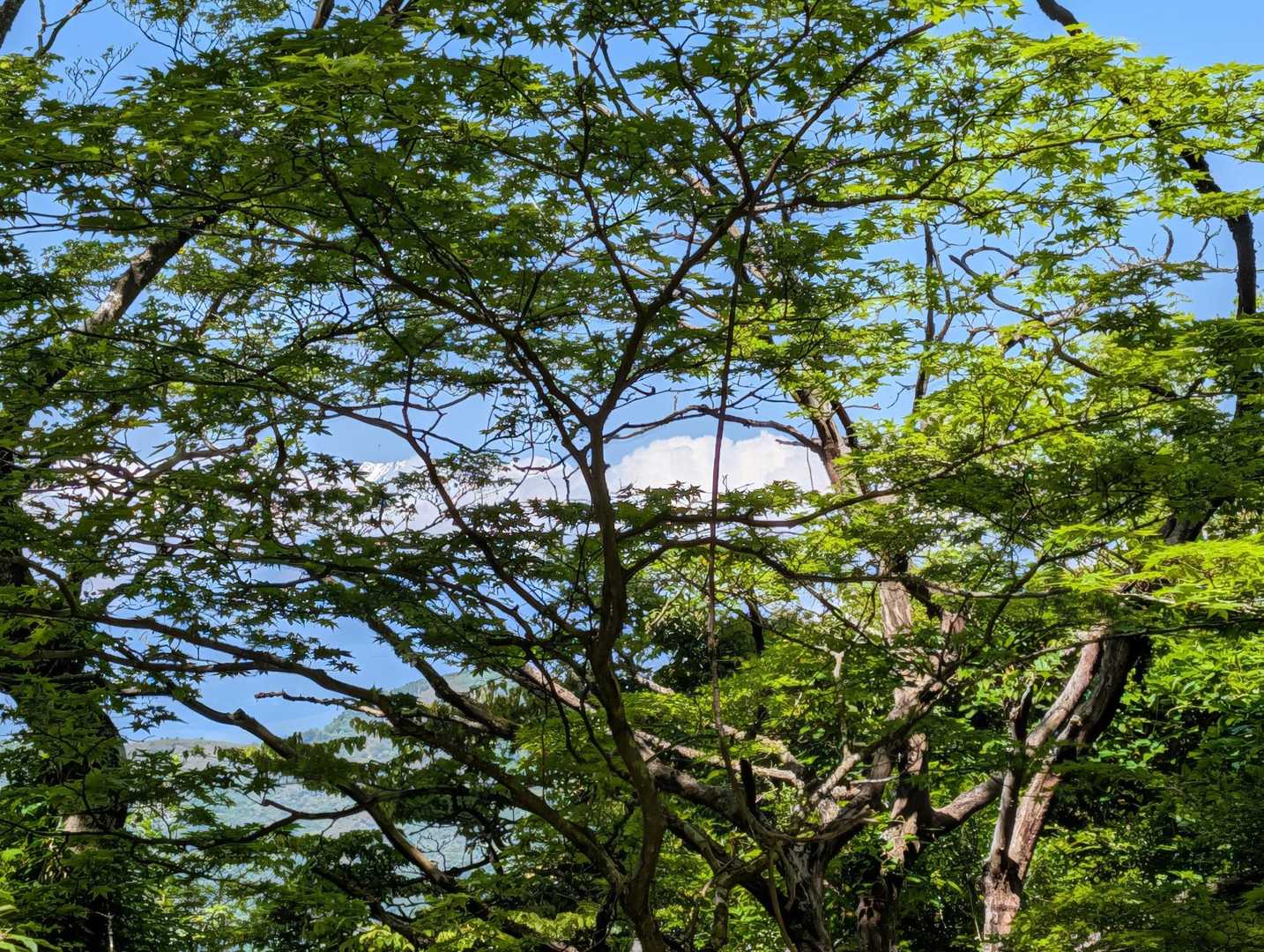 木の間から富士山🗻
見えたと思って撮影したけど
よく解らない