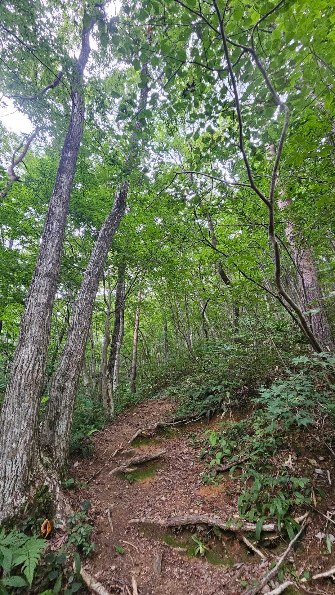 相変わらず綺麗な登山道です😍