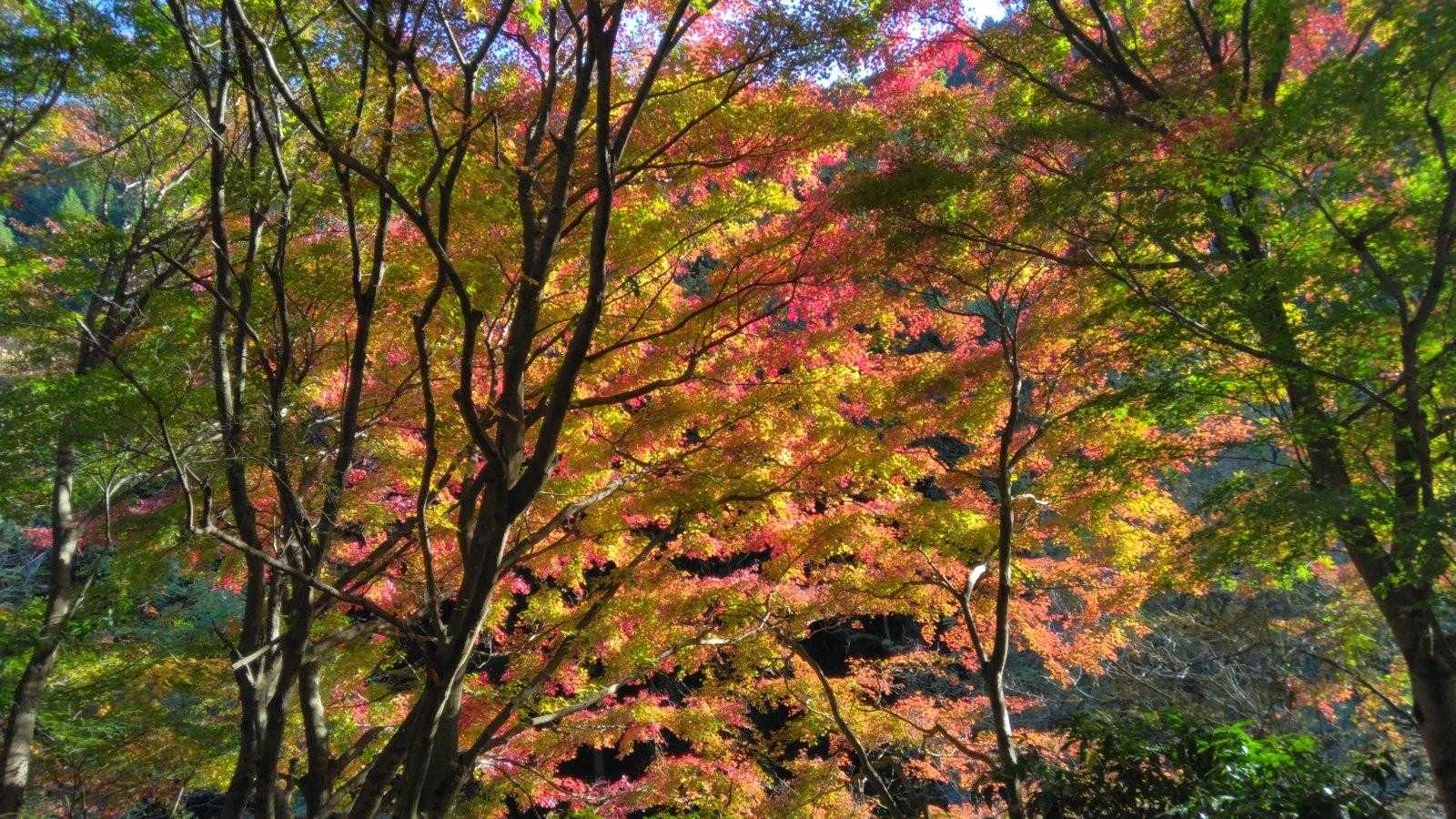 小仏バス停-景信山登山口-ヤゴ沢作業路登山口 周回コースの写真