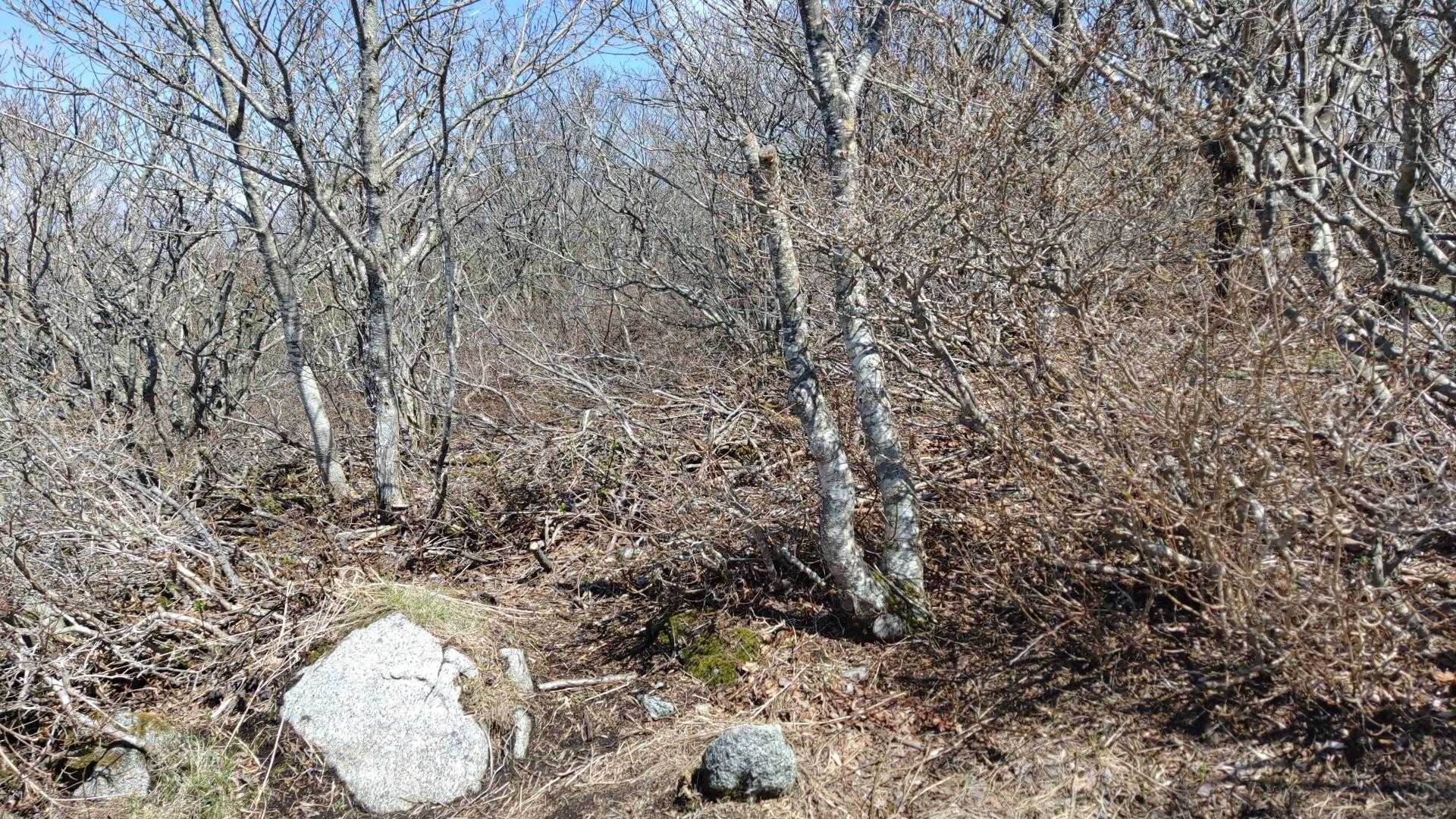 大びらき-階上岳-南岳 往復コースの写真