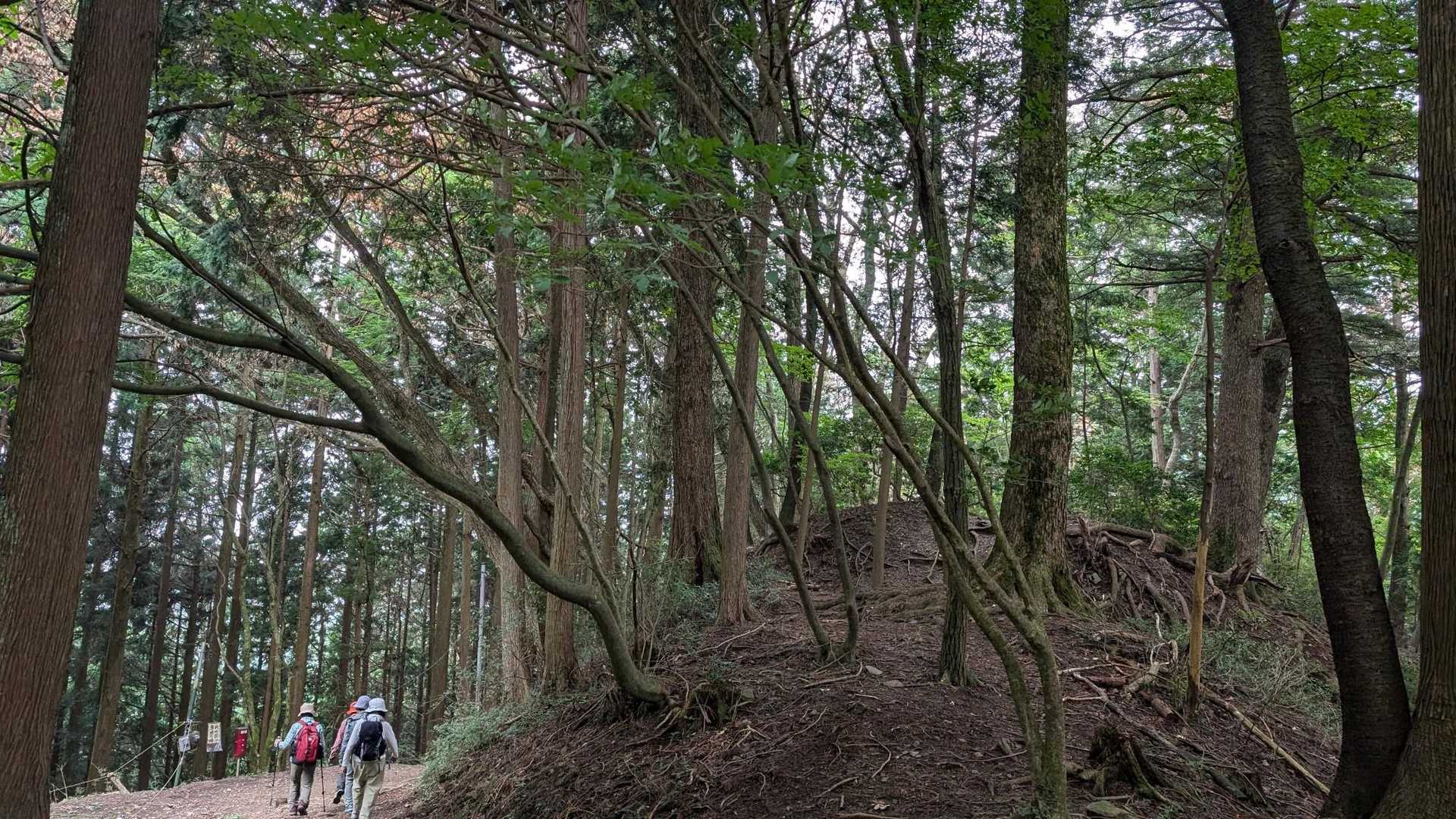 滝本駅-御岳山駅-大塚山-天狗の腰掛け杉-芥場峠-鍋割山- 縦走コースの写真