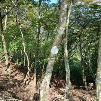 ワサビ峠
