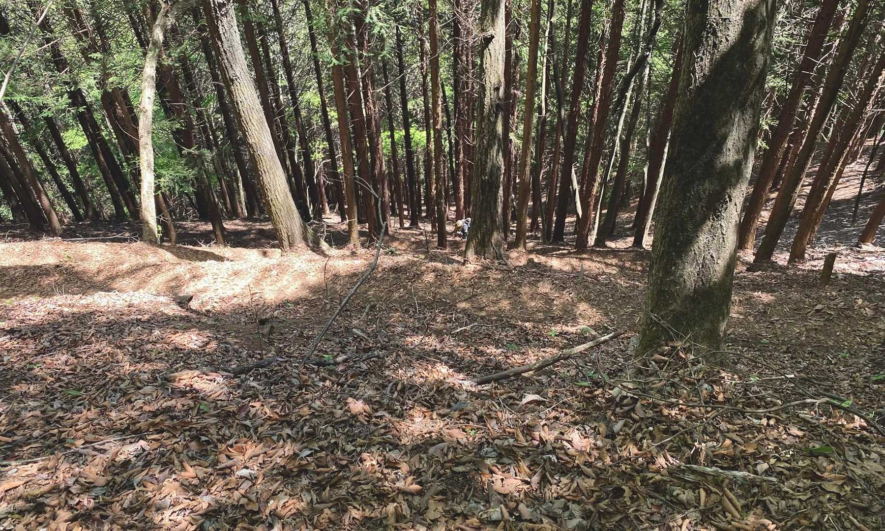 借景
下に人がいるので急登が伝わるかな？？？
葛折で下ってく⤴︎