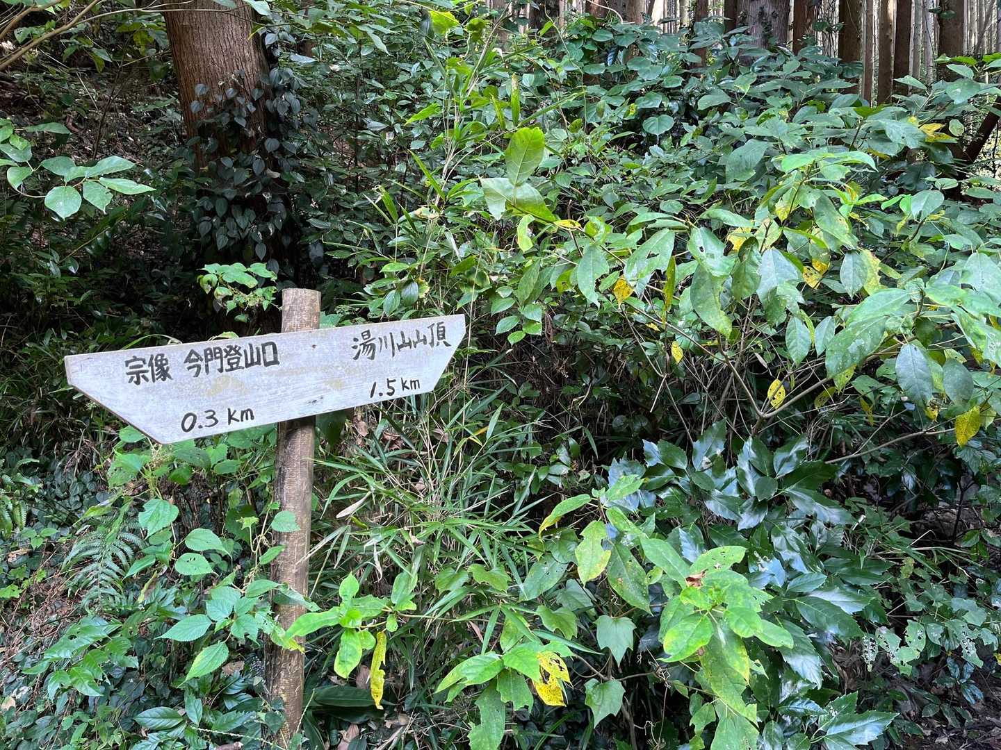 湯川山 往復コースの写真