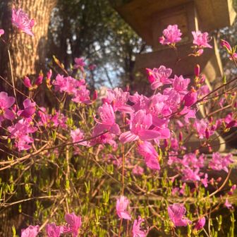 ツツジ🌸