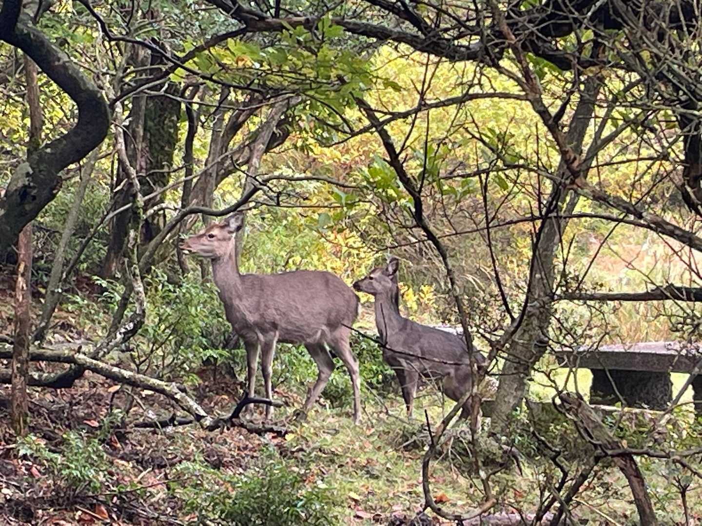 親子？
ピッタリくっついて歩いててかわいい🦌🦌