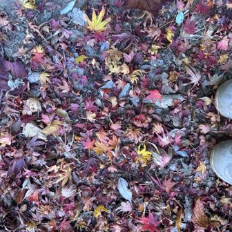 カラフル落ち葉