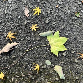 子どもの頃はよく紅葉狩りに来て

いろんな形の葉っぱを集めてたな🍂