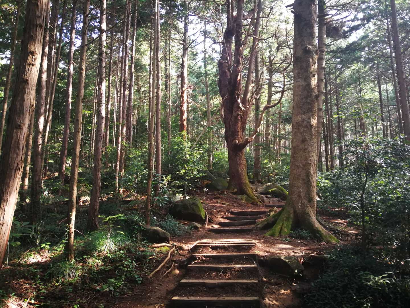 いい雰囲気の登山道