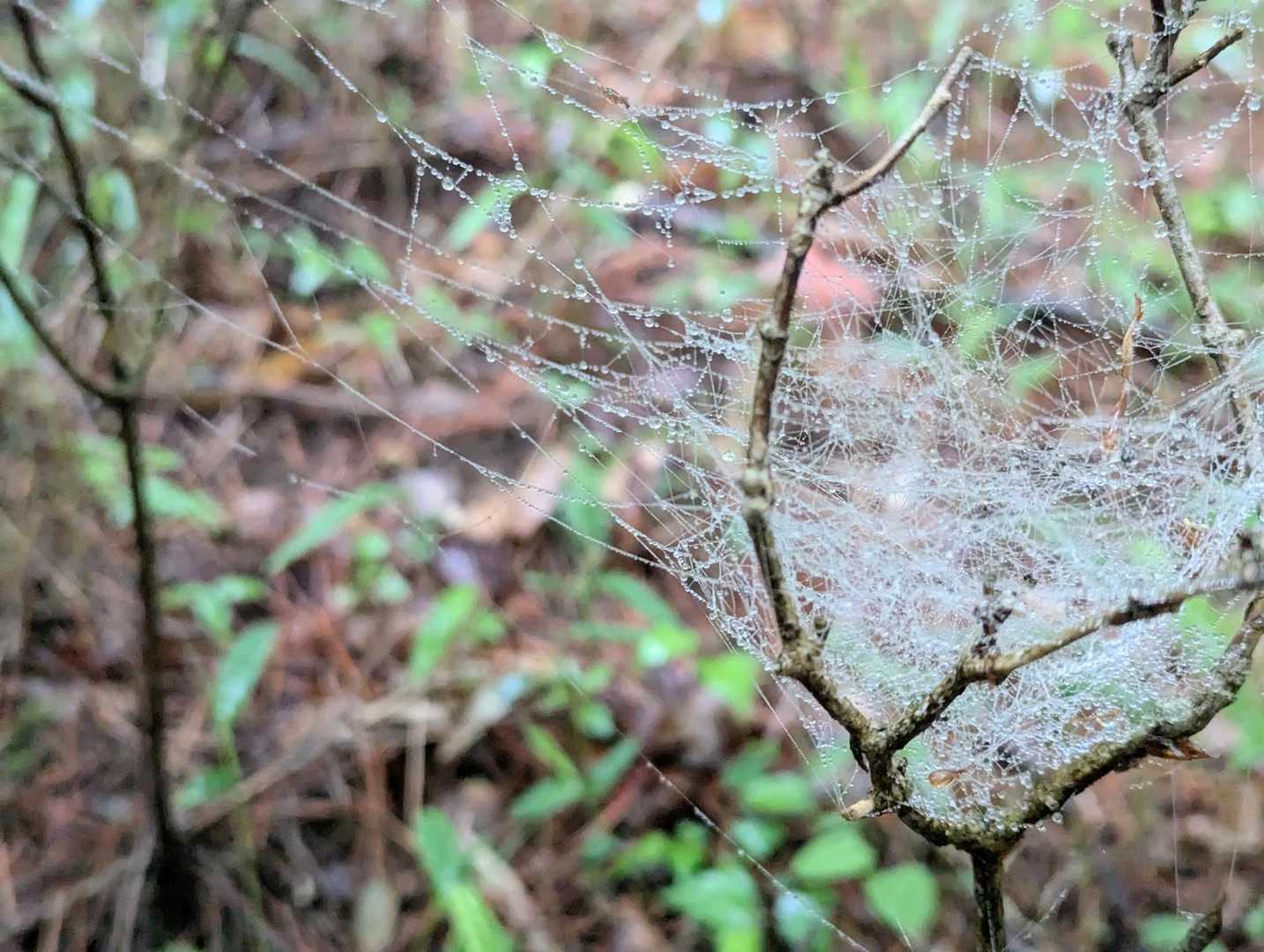 隣の木に何度も飛び乗って糸を渡したんだね✨