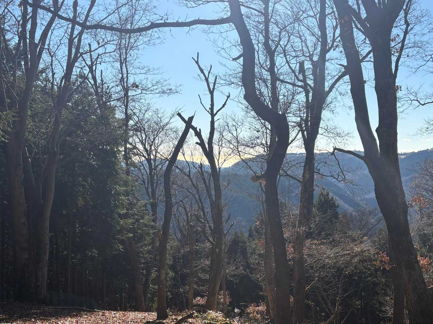 山頂からは木の隙間から海が少しだけ