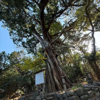 御神木