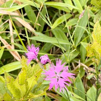 エゾカワラナデシコ
歩き出してすぐにこんな花がお出迎え