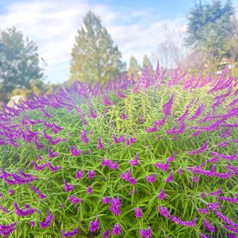 ハーブ園に戻ってきたよ♪
アメジストセージの存在感が
すごーい
ふわっふわ𖧷  