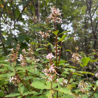 すれ違った方に教えて頂いたお花。ホツツジ