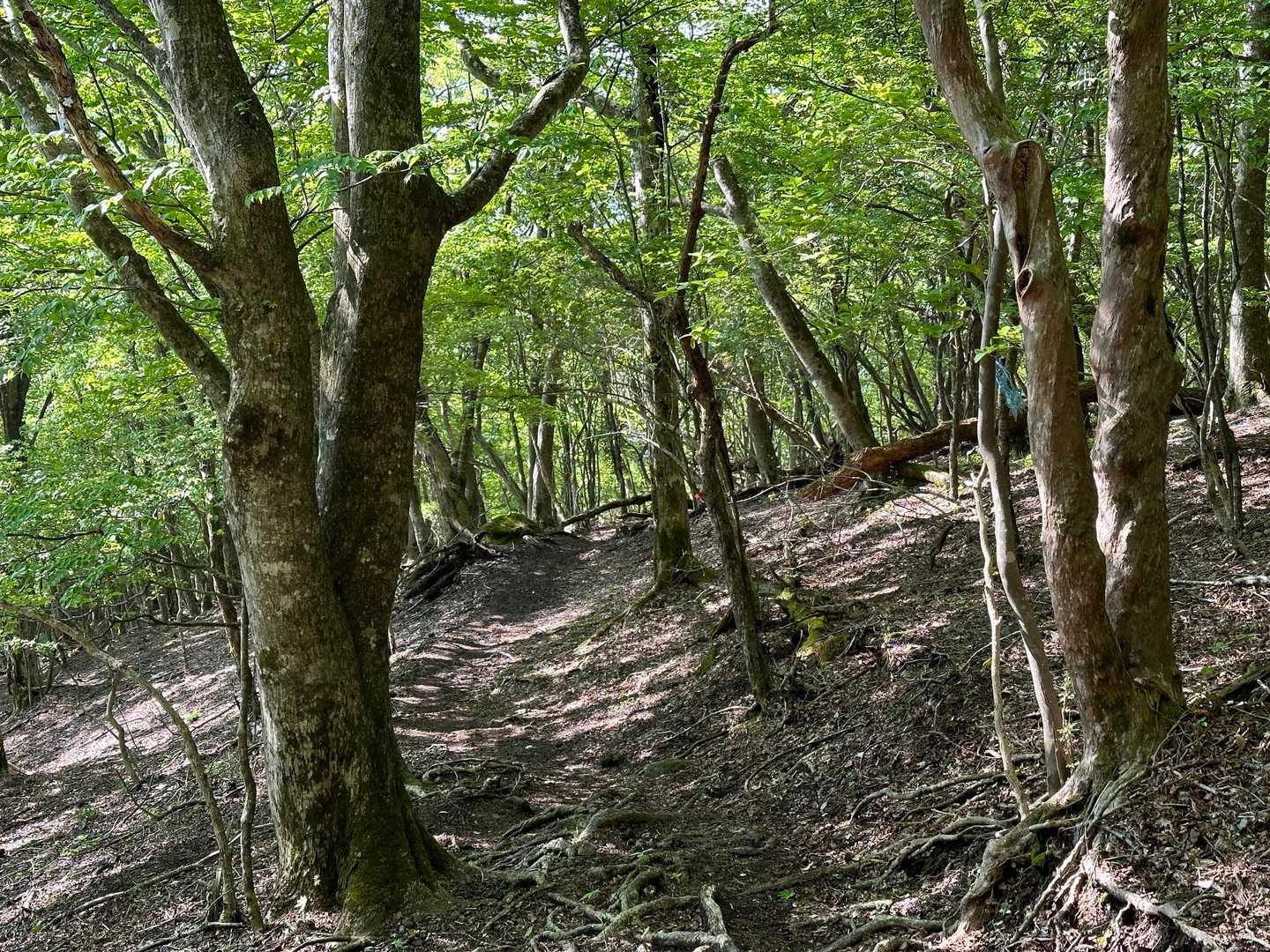 気持ち良い森歩き✨