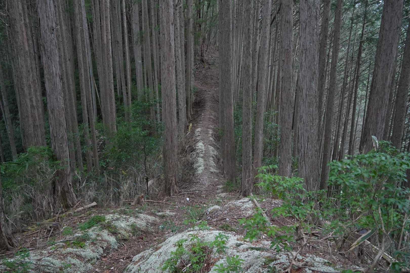 二王山 往復コースの写真