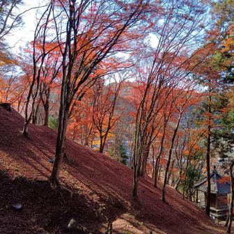 飯盛山下りは絨毯🍁