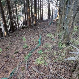 山頂を後にしたら緑の金網に沿って行けと言われてたが、見つけた！