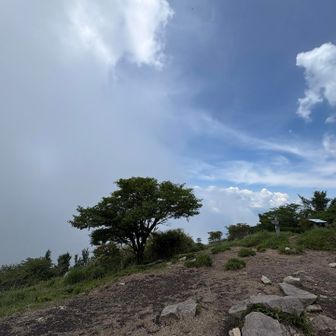 鍋割山山頂　木の名前は、まゆみ
木の下ベンチが、人気