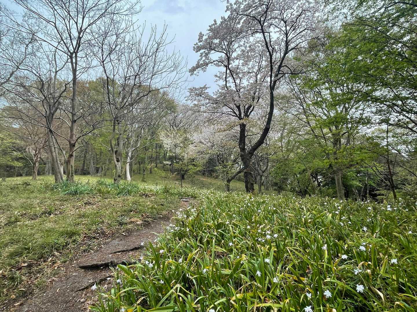 頂上付近は走りやすいトレイル