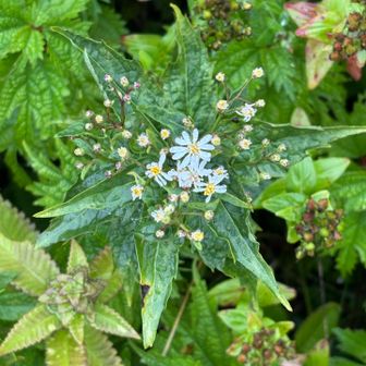 なかなか