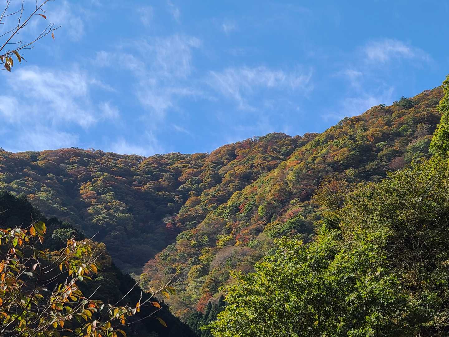 三方山-小倉山-養老山-北尾根P826峰 周回コースの写真