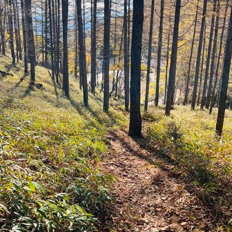 あと少しで下山完了ってタイミングで、落葉に隠れてた根っこに足が引っかかり勢いよくダイビング転倒🤣