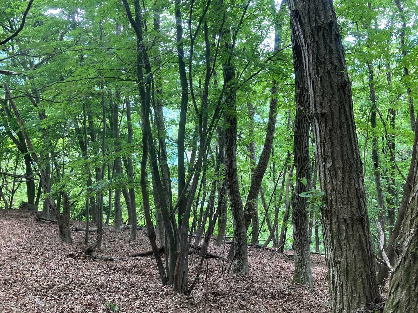 緑と落ち葉ふかふかの道