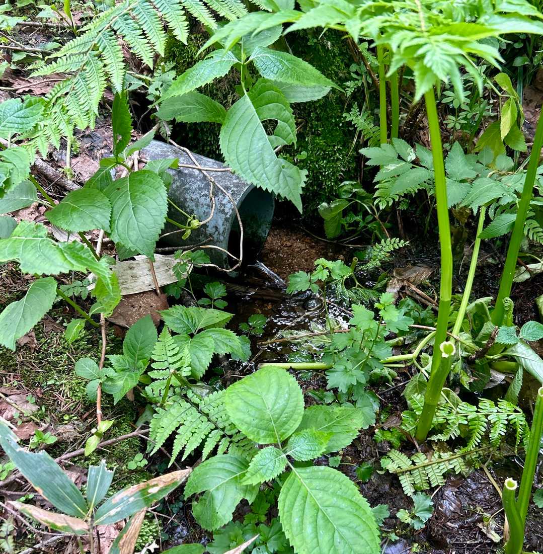 これかな？🤔
水が沸いてます💧
