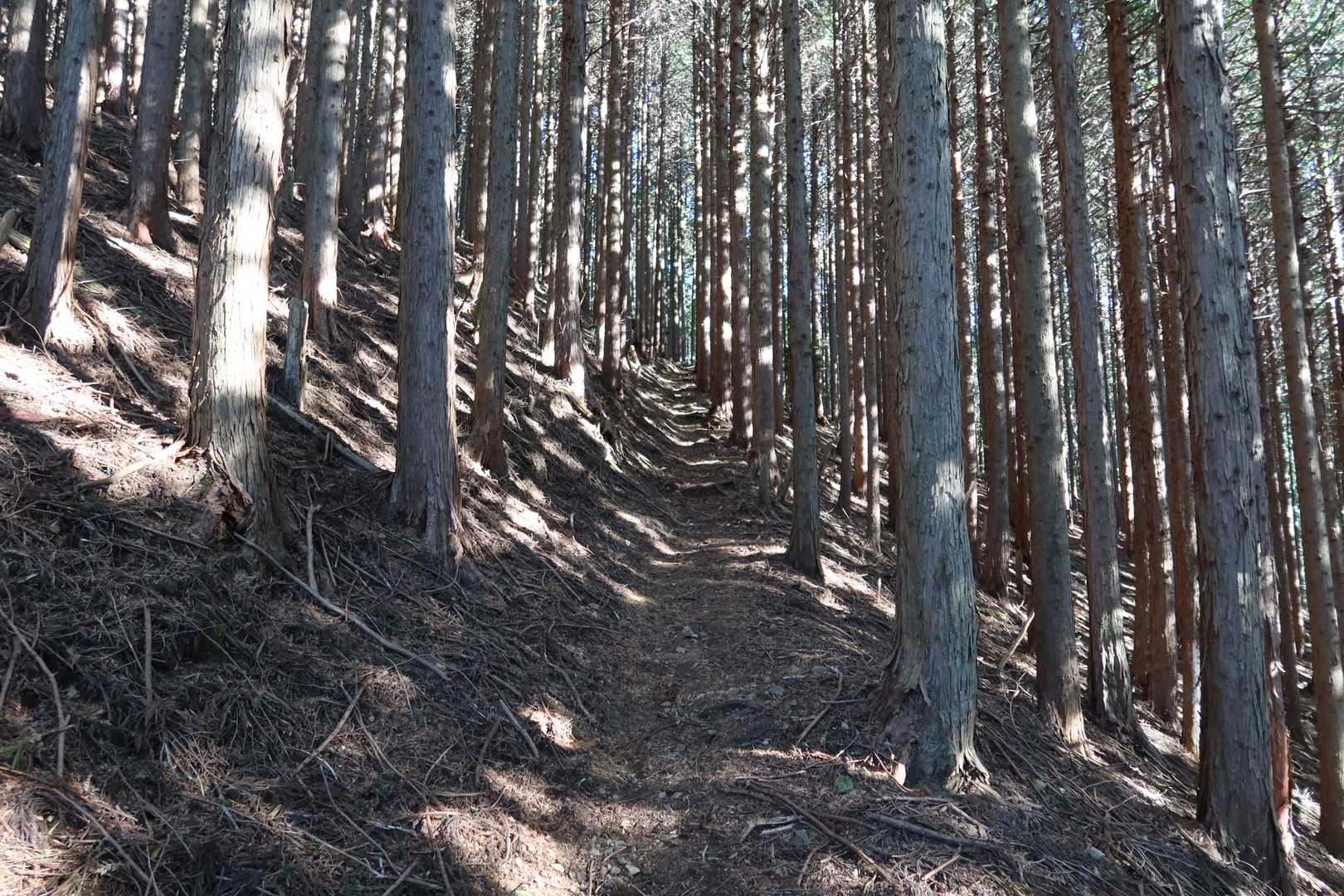 延々こんな感じですが、山頂直下を除けば全体的に傾斜はきつくないです