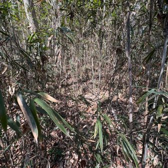 ところが山頂直下はササの激ヤブ😱