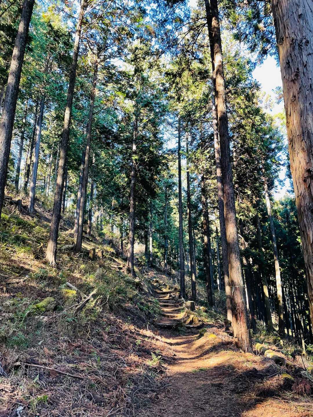 気持ち良き山道