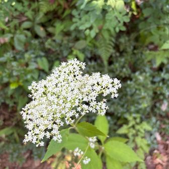 オミナエシのお花だったっけ？