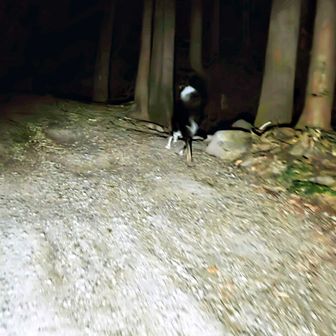 ボーダーコリーのエンジュちゃんに遭遇 