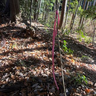 ピンクテープの道の方が少し荒れていた
並行して舗装されてる道と
結果的に合流笑