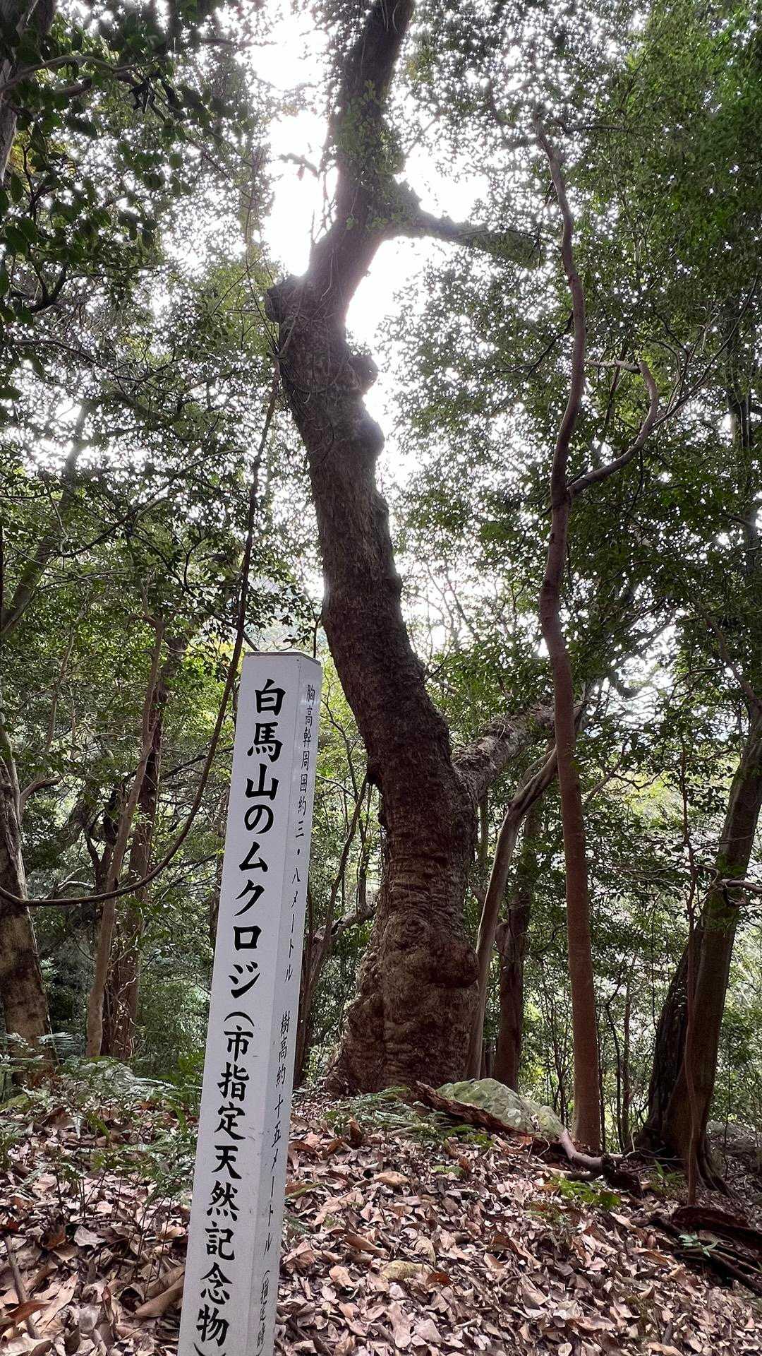 白馬山っていい名称ね🤭