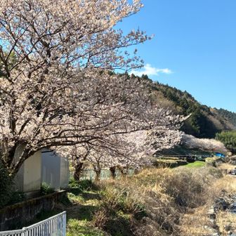 青空に🌸 最高🙌
松田駅の富士山も最高だった