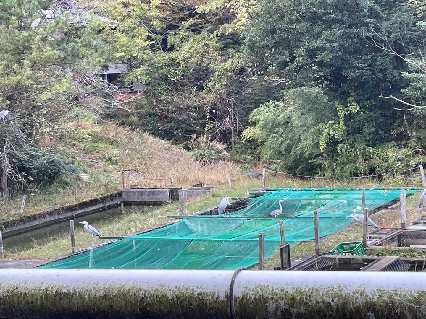 聖宝寺-藤原岳 往復コースの写真