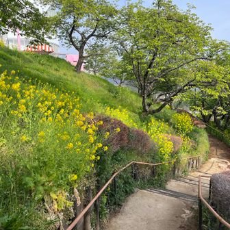 桜で有名なところまできましたが、まったく咲いていませんでした😭