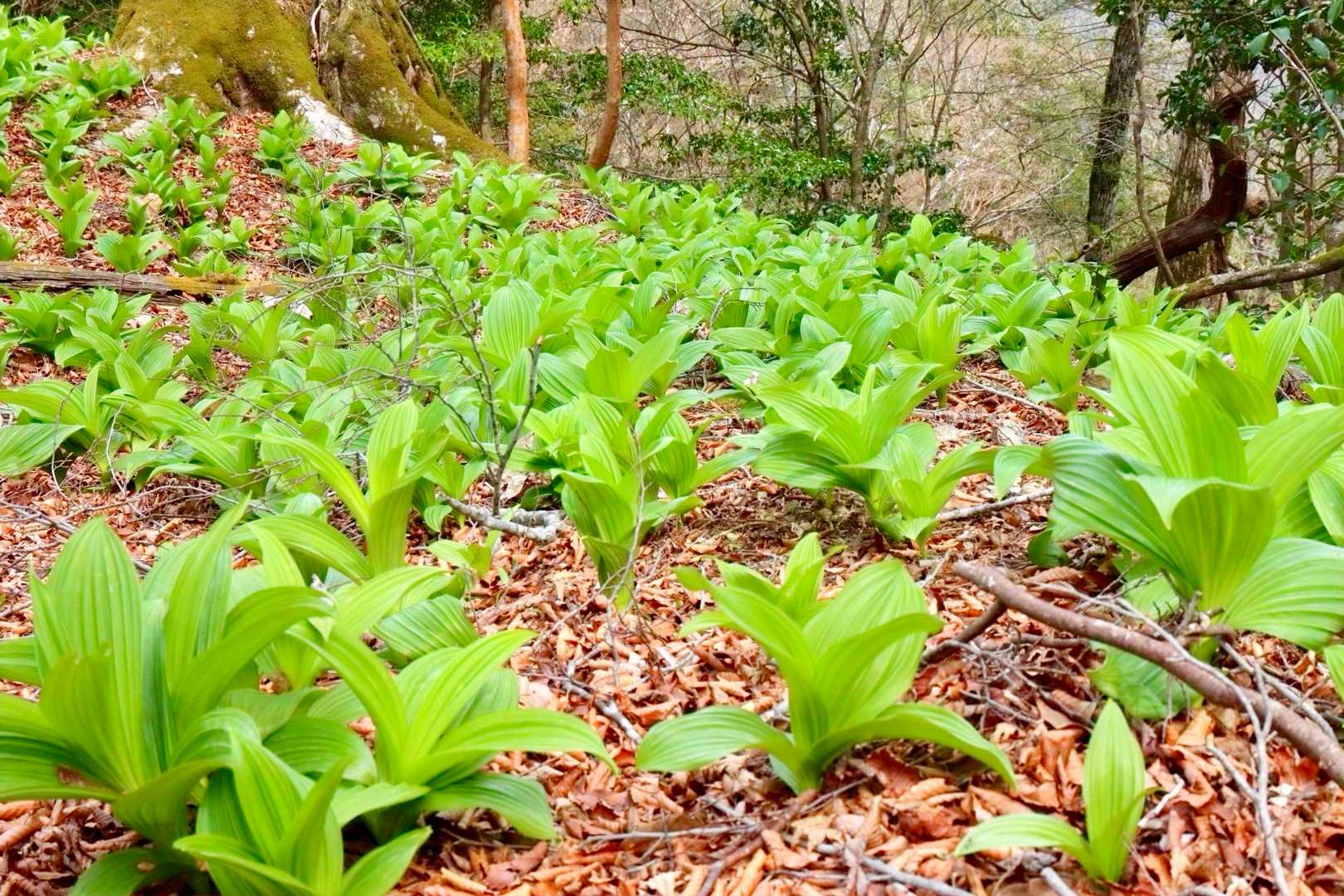 暖かくなると幅をきかせるんよな
もりもりバイケイソウ🌱🌱