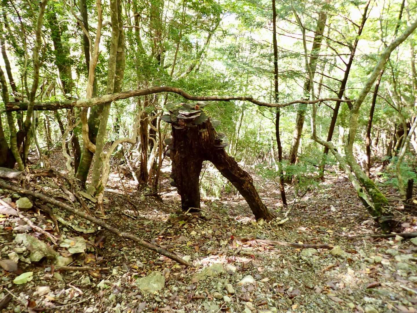 ズボンだけのマネキンみたいな木があった