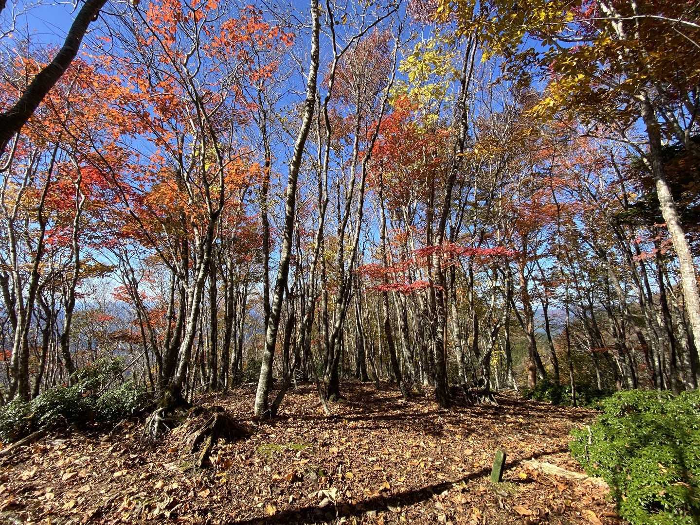 前に来た時、ここで折り返した😆
あの時は、寒くて、紅葉🍁終わりだったかも🤣