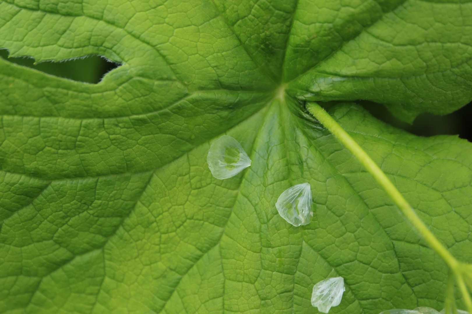 クリスタルの花弁