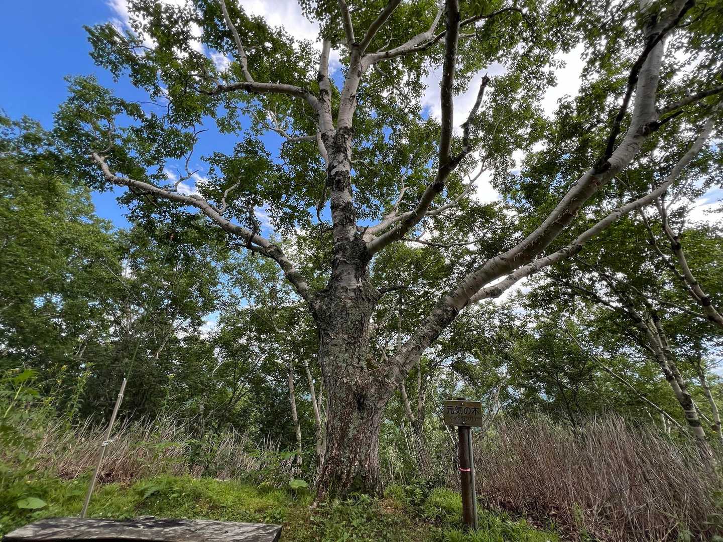 元気の木🌳

パワーもらいました🤗

って嘘つきました
暑すぎてバテバテです😆