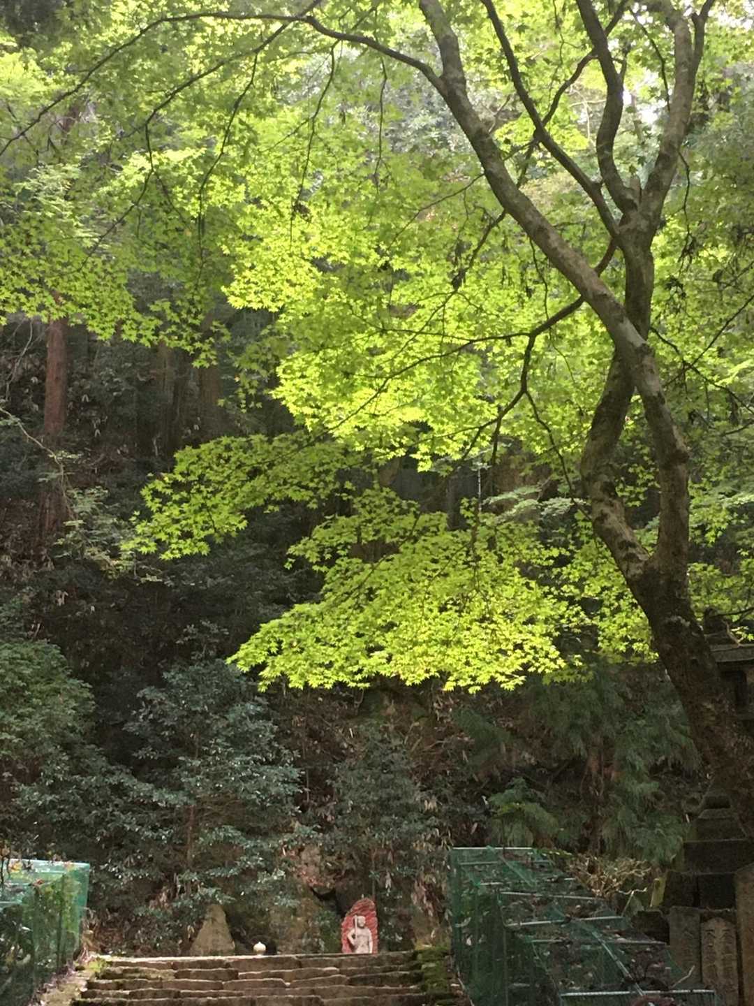 緑が綺麗です