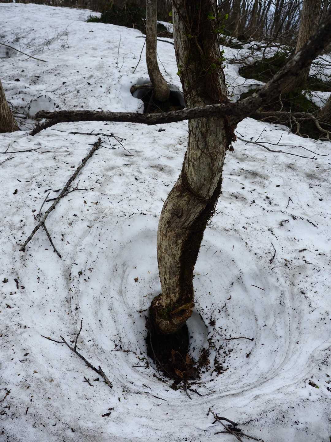 あちこちでツリーホール