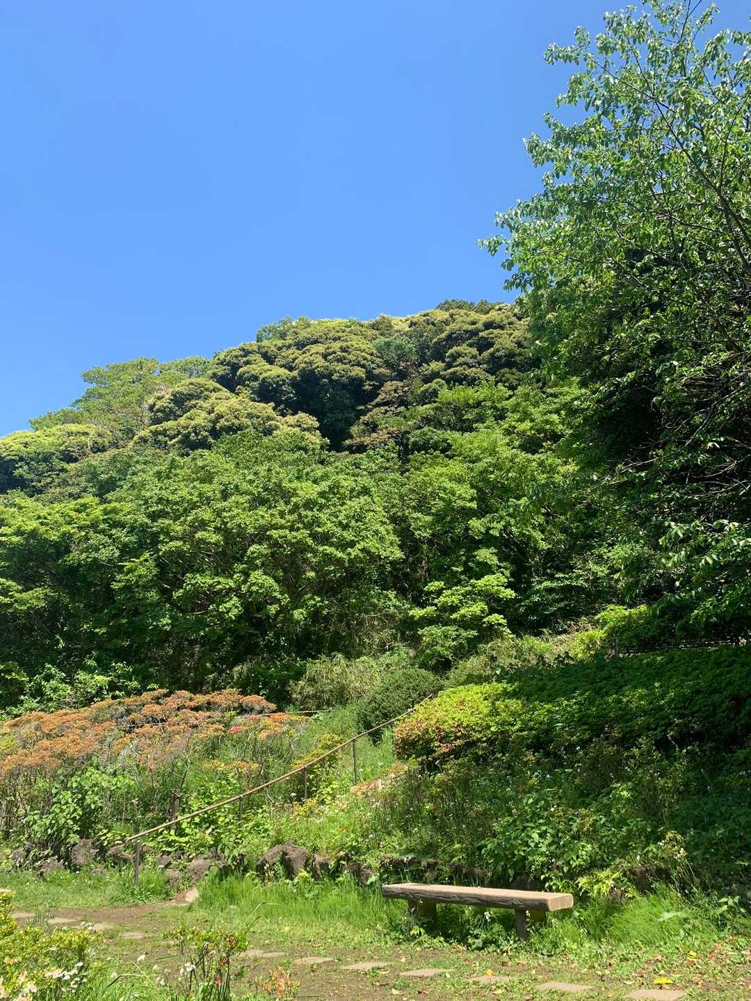 葉山教会登山口-仙元山-ソッカ 縦走コースの写真